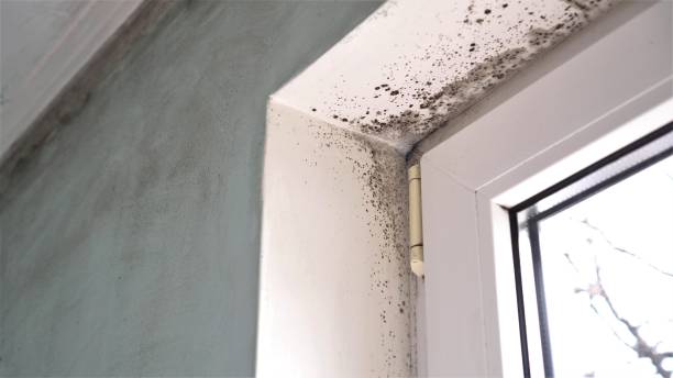 Best Insurance-Related Mold Remediation in New Iberia, LA