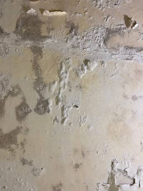 Best HVAC Mold Remediation in New Iberia, LA