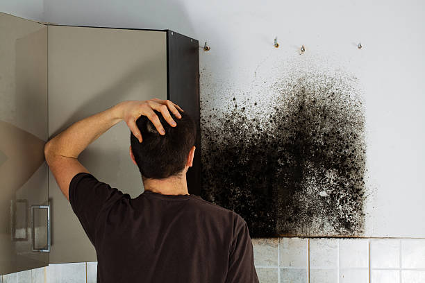 Trusted New Iberia, LA Mold Remediation Experts