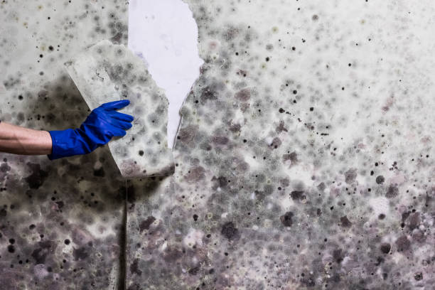 Best Mold Testing and Inspection Services in New Iberia, LA