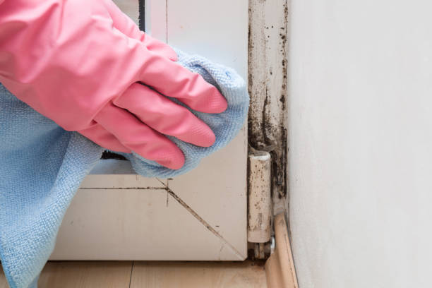 Best Basement Mold Remediation in New Iberia, LA